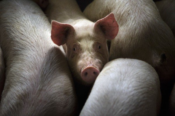 Pig Brains Kept Alive Outside the Body Stir Ethics Concerns