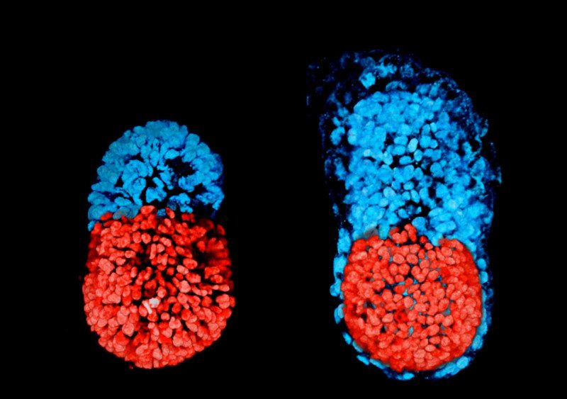 Synthetic Mouse Embryos Grown from Stem Cells